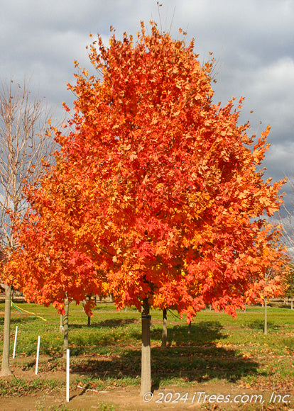 Commemoration Sugar Maple in the nursery with bright red-orange fall color.