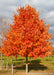 Commemoration Sugar Maple in the nursery with bright red-orange fall color.