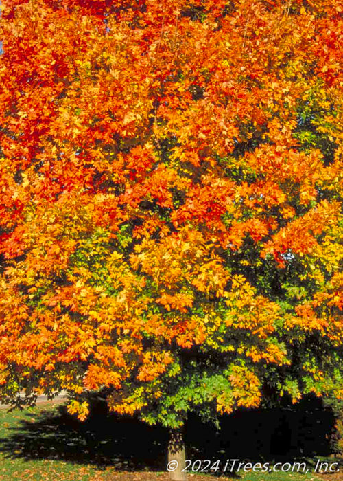 A mature Commemoration Sugar Maple shows an array of changing colors from green, yellow to red-orange.