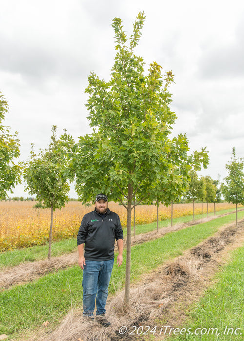 Commemoration Sugar Maple in the nursery with a person standing nearby to show height comparison. The person's head touches the lowest branch.