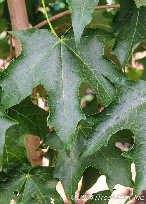 Closeup of deeply lobed dark green leaves.