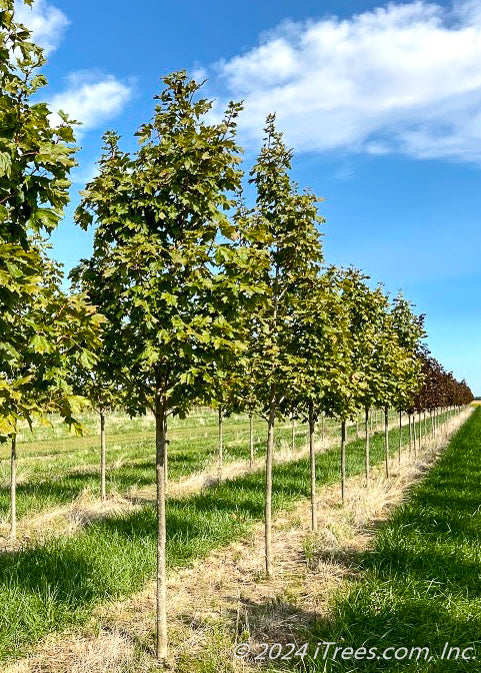 A row of Green Mountain Sugar Maple grow in the nursery.