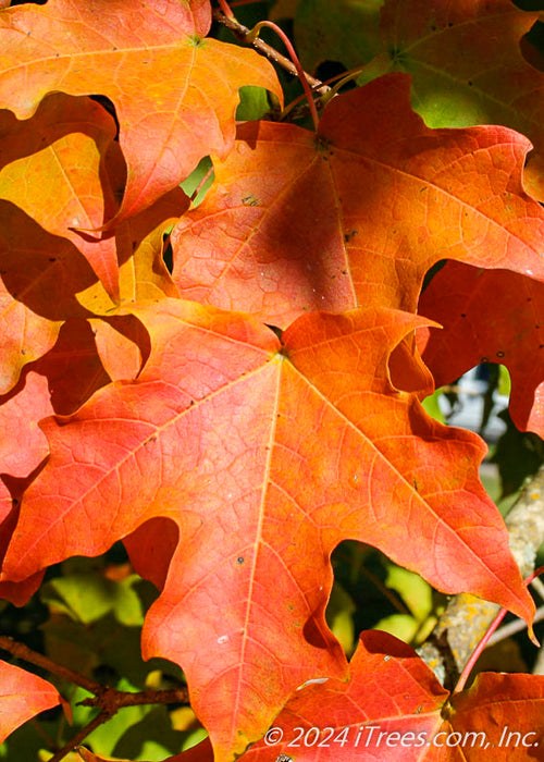 Closeup of bright red-orange leaves.
