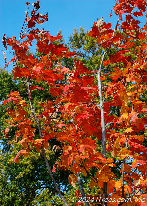 Closeup of the top of a branch coated in bright orange leaves.