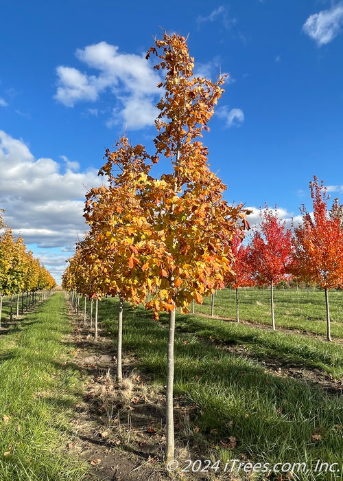 Crescendo Sugar Maple grows in a nursery row with changing fall color from green to yellow-orange.
