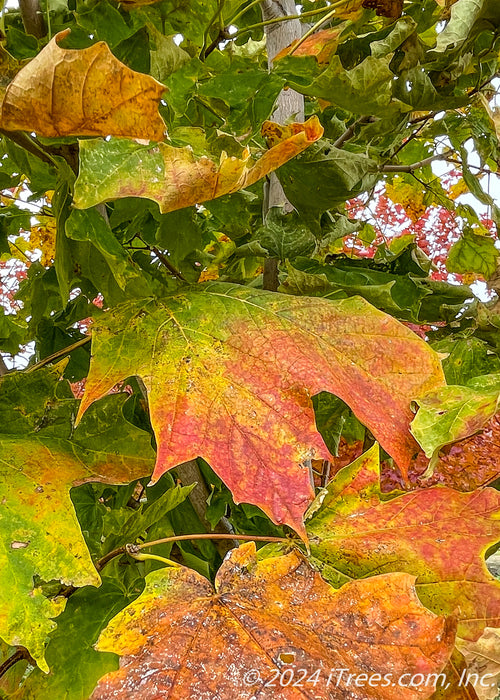 Closeup of transitioning fall color showing a gradient of tones from green, yellow orange to red.