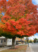 Crescendo Sugar Maple with fiery orange fall color growing on a downtown parkway.