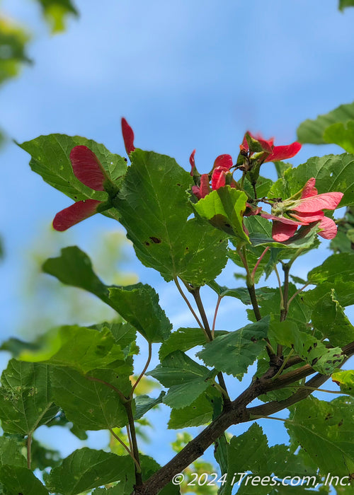 Closeup of underside of green leaves, branching and red-winged samaras with blue sky in the background.