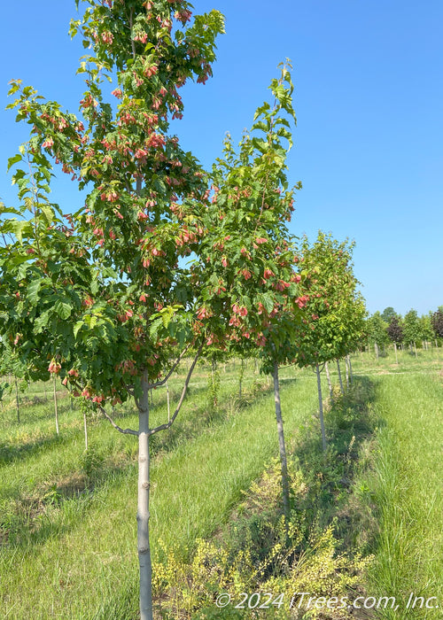 Hot Wings Maple grows in a nursery row and shows red winged samaras and smooth grey trunks.