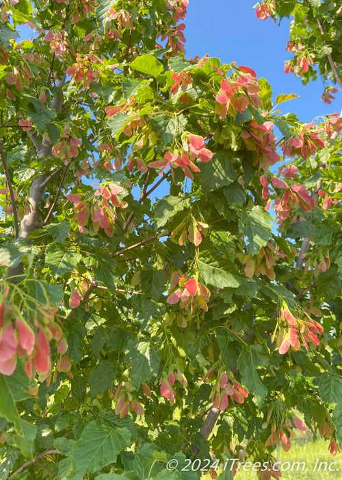 View looking up at the center of the tree's upper branching showing green leaves and red-winged samaras.