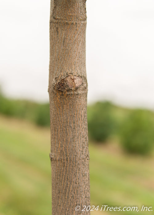 Closeup of smooth greyish brown trunk.