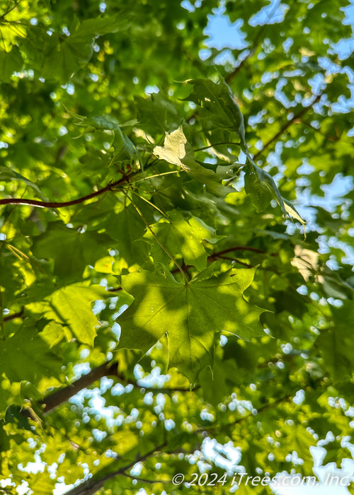 Closeup of the underside of the tree's green canopy of leaves and branches.