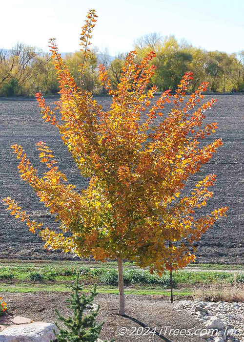 Pacific Sunset Maple with an array of fall color, planted in a backyard landscape bed.