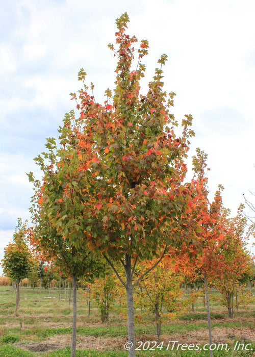 Pacific Sunset Maple in the nursery with changing fall color.