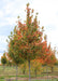 Pacific Sunset Maple in the nursery with changing fall color.