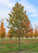 Pacific Sunset Maple grows in the nursery with changing fall color.