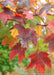 Closeup of fall color, green to yellow, reddish-orange to dark purple.