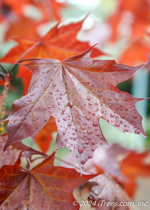 Closeup of a single shiny reddish-purple leaf in the fall, with rain drops gliding off of it.