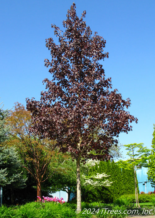 A maturing Crimson Sunset Maple grows in a landscape bed near a parking lot.