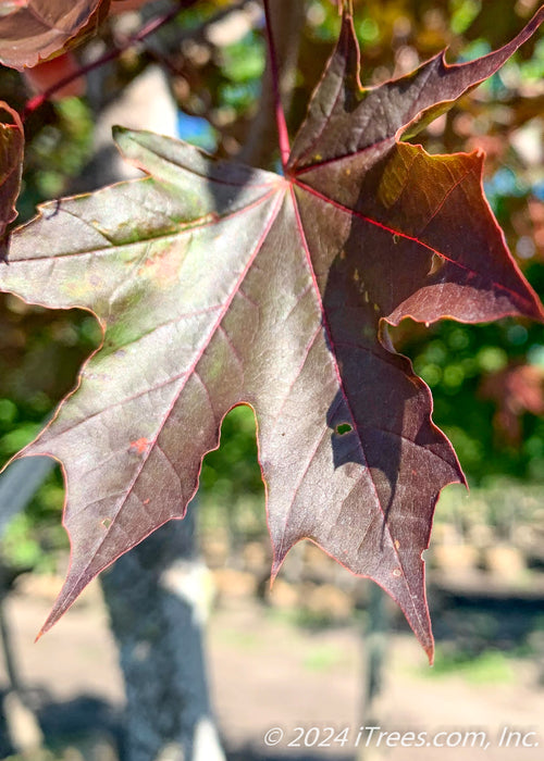 Closeup of bronze, greenish-purple leaf.