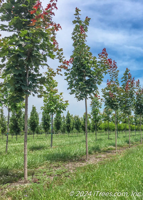 A row of Crimson Sunset Maple trees grow in the nursery during summertime showing dark greenish-purple leaves.