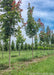 A row of Crimson Sunset Maple trees grow in the nursery during summertime showing dark greenish-purple leaves.