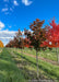 A row of Crimson Sunset Maple growing in a nursery row with deep bronze purple leaves, surrounded by other fall trees, green grass and a blue sky.