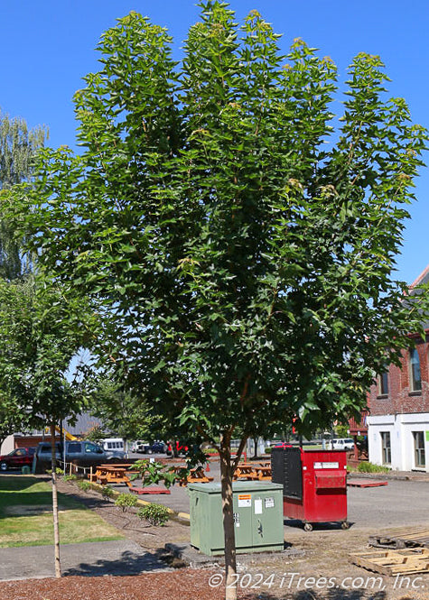 Urban Sunset Maple with green leaves.