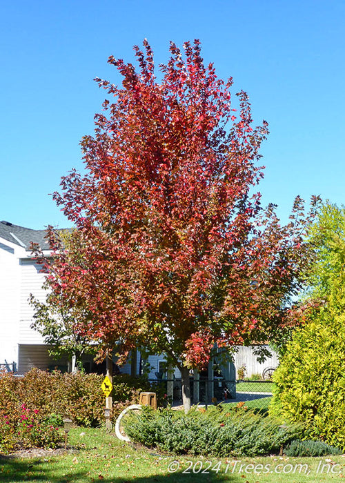 A maturing Matador Maple with dark wine red leaves and silvery grey trunk, planted in a backyard near a chainlink fence that runs along the side yard.