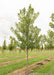 A single Celebration Maple in the nursery with green leaves and smooth grey trunk.