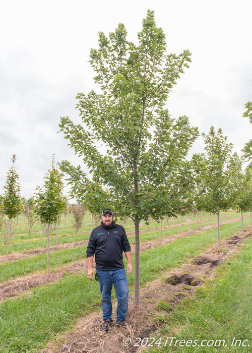 Celebration Maple in the nursery with a person standing nearby to show the height comparison.