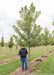 Celebration Maple in the nursery with a person standing nearby to show the height comparison.