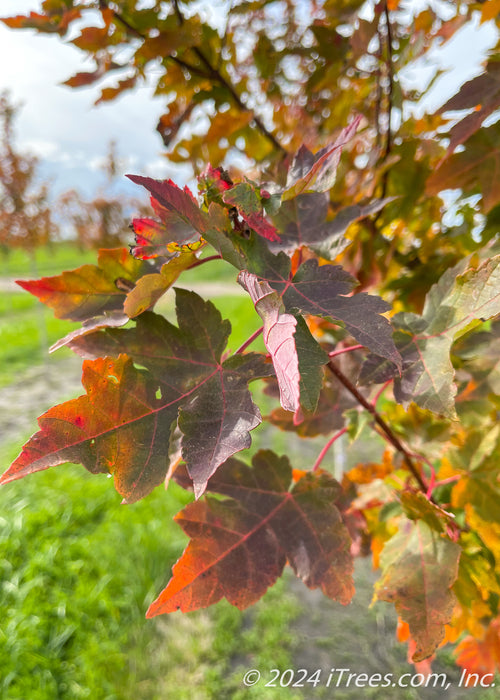 Closeup of a bunch of leaves showing fall color tones from green, yellow, to reddish purple.