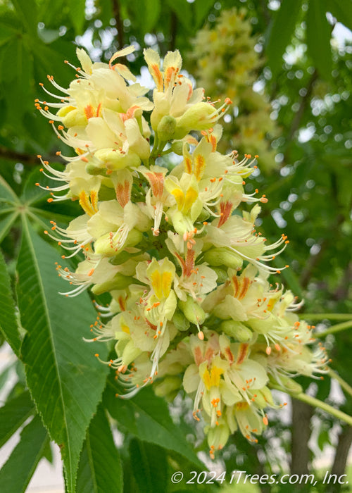 Closeup of a large panicle of orchid like flowers. The flowers are bright yellow with bright orange centers, accompanied by large green leaves.