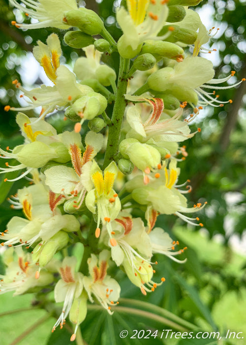 Closeup of a large panicle of orchid like flowers. The flowers are bright yellow with bright orange centers, accompanied by large green leaves.