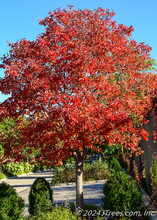 Early Glow Ohio Buckeye planted in a garden area near a parking lot, with a full round canopy of bright bold red fall color.