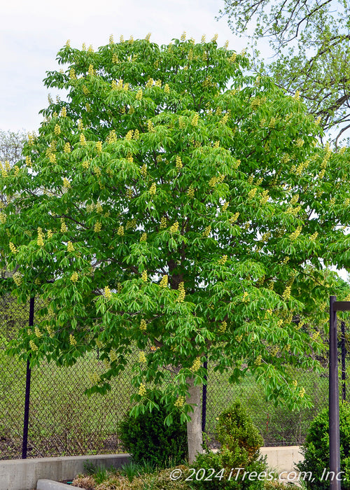 Early Glow Ohio Buckeye planted near a parking lot, shown with a round full canopy of green leaves and panicles of yellow flowers.