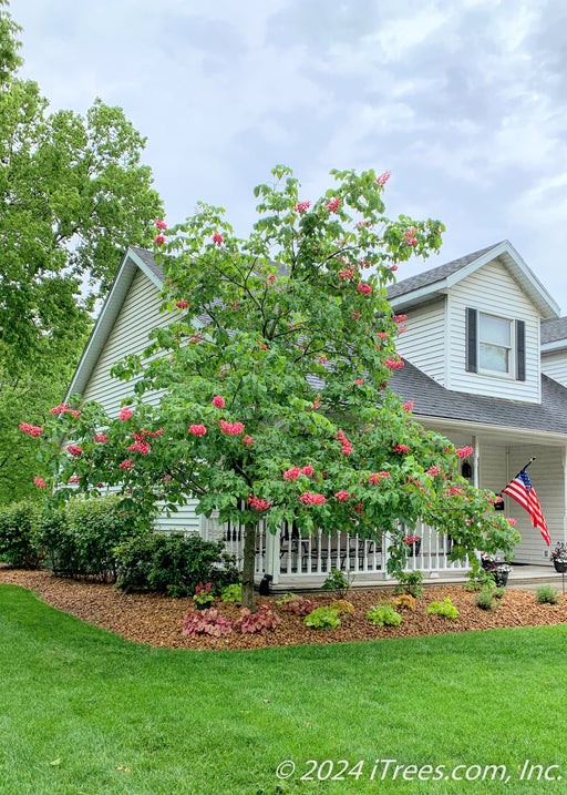 Fort McNair Horsechestnut in bloom, planted in the front landscape bed of a home's front porrch.