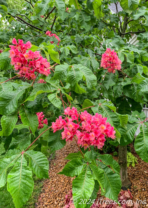 Closeup of lower branching of a Fort McNair in bloom showing large green leaves and bright pink flowers with rain drops on them.
