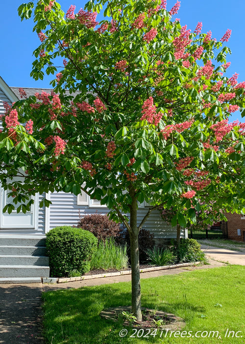 Fort McNair in bloom with large green leaves, planted in a front yard.