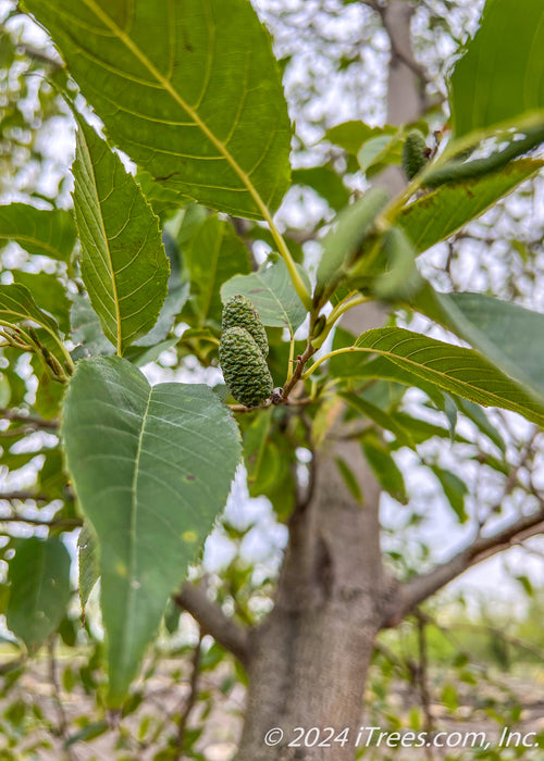 Closeup of green leaves and cone/nutlet.