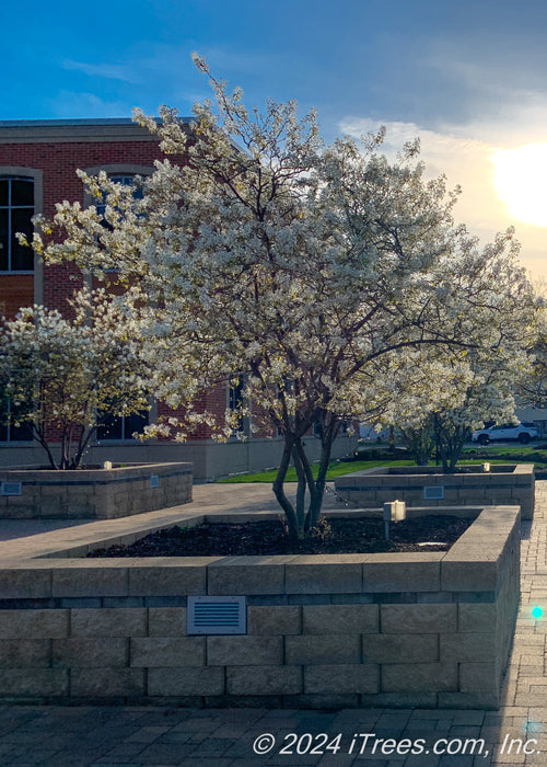 A multi-stem clump serviceberry in bloom planted in a large cement block planter in a business area with the sun rising in the background against a blue sky. 