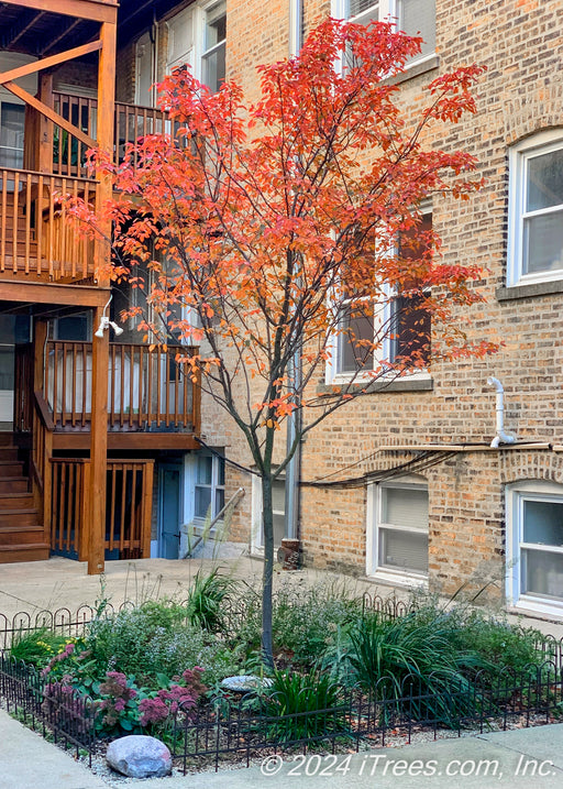 Autumn Brilliance Serviceberry with red fall color planted in a Chicago courtyard.