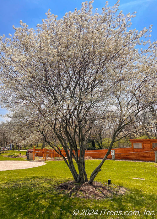 Mature multi-stem clump form serviceberry with white flowers planted in a local park area.