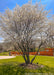 Mature multi-stem clump form serviceberry with white flowers planted in a local park area.