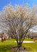 Mature multi-stem clump form serviceberry in bloom with small white flowers planted in a local park.