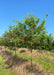 Single trunk Autumn Brilliance Serviceberry grows in a nursery row with green leaves and bright red edible fruit.