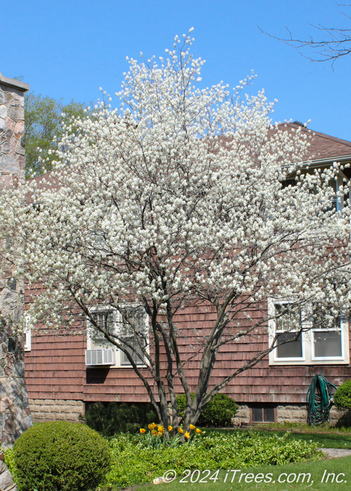 A large multi-stem clump form serviceberry with wide spreading pyramidal shape in full bloom in a front landscape bed area surrounded by yellow tulips and other small green plants. 