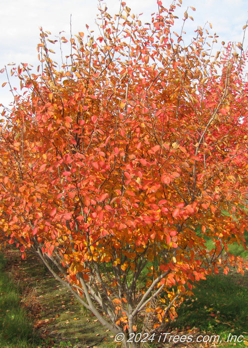Multi-stem serviceberry planted in a nursery row showing bright red-orange to yellow fall color.