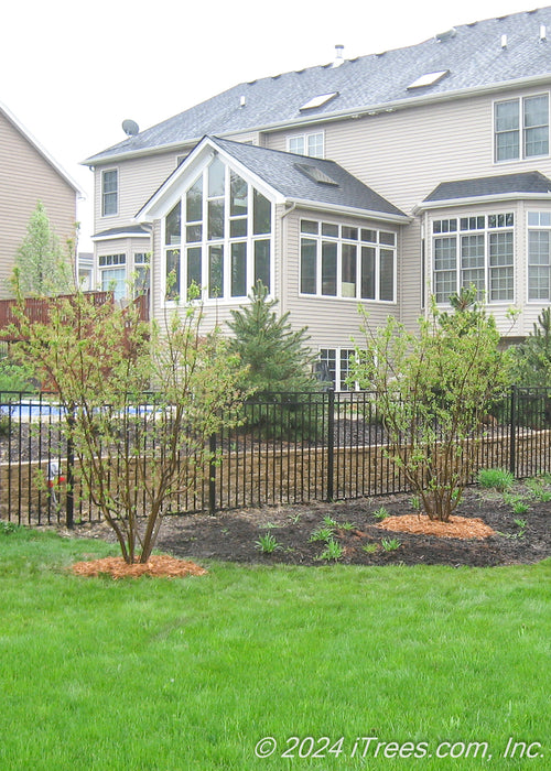 A group of multi-stem clump form serviceberry trees are planted on the outside of a wrought iron fence surrounding a backyard pool.